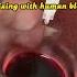 COBRA VENOM Vs HUMAN BLOOD Shorts Shortsvideo Ytshort Cobra