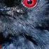 Pitohu Is The Only Poisonous Bird In The World