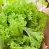 Essential Oils Where To Buy Yeadon PA
