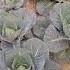 Beautiful Cabbage Short Video Short Song