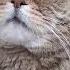 моя любовь Cat рекомендации Love любовь