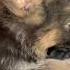 They Found One More Tiny Puppy On The Road Takis Shelter