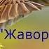 В А Жуковский Стихотворение ЖАВОРОНОК