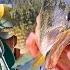 Can You Eat Largemouth Bass