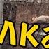 Один день на работе Белка на проводе