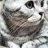 Анекдот про мужика в ресторане юмор прикол Cat видосыоткота веселыекоты кот прикольныекоты