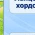 Тип Хордовые Тема 25 Хордовые животные Ланцетник низшее хордовое животное