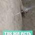 Взрывоопасные коровы