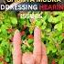 ADDRESSING HEARING PROBLEMS Ear Problem Shunya Mudra Benefits Ayurveda Treatment Shorts