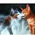 Коты воители Звёздное Племя