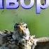 Орнитотерапия жаворонок Bird Therapy Lark