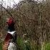 Pheasant Calling