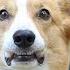 BACK TO WORK Topi The Corgi