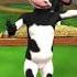 Happy Calf On His Birthday Calf Cow Farm