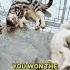 Why Catnip Turns Cats Into Maniacs