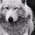 Selena Gomez Marshmello Wolves Stone Nation Music Remix