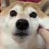 Chipi Chipi Chapa Chapa ULTIMATE MEME MASHUP Memes Doge Freddyfazbear