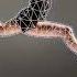 Move Body Parts Without Breaking Them Photoshop Tutorial Shorts