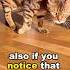 3 Ways To Know If Your Cat Is Angry Cat