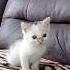 Она выжила Самая милая и самая нежная кошка в мире котенок кот кошка милота Cat Fannyanimal