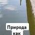 Просто лебедь ничего лишнего