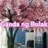 Tayu Lang Dalawa Youtube Trending Views Nature Alone