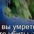 Коран Сура Аль Имран 3 158 Чтение Корана с русским переводом Quran Translation In Russian