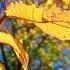 Сентябрь природа Nature осень Autumn Shortsvideo время видео листья желтый оранжевый