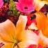 Beautiful Assorted Flowers Short Million Viral Trending Youtubeshorts Amazing Satisfying