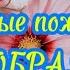 Пожелания мира добра и счастья Самое доброе красивое пожелание