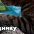 Monge BWILD Cat Тунец