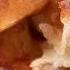 HOW TO MAKE APPLE FRITTERS At Home Donut Shop Apple Fritters Recipe