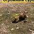 Огромный сурок Как сурок кричит Shortvideo Short Shorts суслик сурок горы