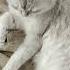 Принц кот котик принц коты