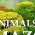 Amazon Jungle 4K Wild Animals Of Rainforest Relaxation Film Meditation Music Nature Sounds