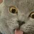 Cat Cooking Show