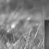 VOCAL TRACK King Of The Jungle Clement Marfo Lawrence Insula