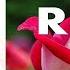 A Red Red Rose Robert Burns My Love Is Like A Red Red Rose Red Red Rose Song Lyrics 一朵红红的玫瑰