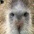 Capybara Song