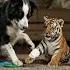 Tiger Cub Returns To Repay Border Collie S Kindness Shorts Catstory Bordercollie Cat Kitten