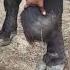 Hygroma Of Knee L Dr Umar Khan
