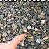 How To Find 20 Million Year Old Fossils EASY Shorts