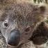 Sound Up For A Little Koala Joey Sneeze Wildlife Koala