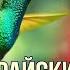 Songs Of The Birds Of Paradise Sounds For Sleep Песни Райских Птиц Звуки Живой природы для Сна