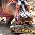 This Snake Messed With The Wrong Opponent