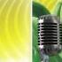 Dein Popo AUDIO TRACK Gummibär The Gummy Bear