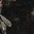 Tos A Coin To Your Witcher Jaskier Song The Witcher