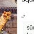Spongebob Squarepants In Different Languages Google Translate Meme