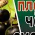 Чёрная смородина причины низкого урожая