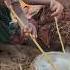 Hadzabe Cook Breakfast So Delicious Food Culture Bushmen Africavillage Africa Villagelife